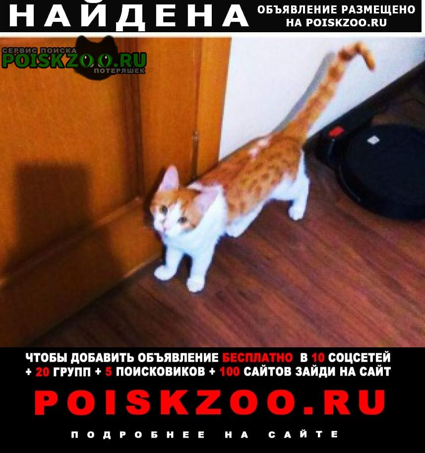 Найден кот молодой ищет хозяев Ростов-на-Дону