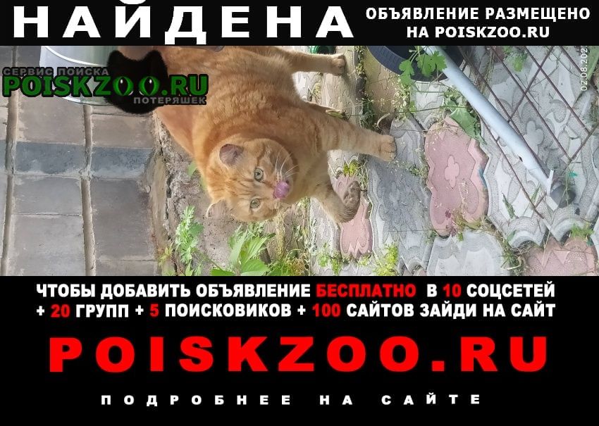 Найден кот рыжий кот в мкр. академический, Томск