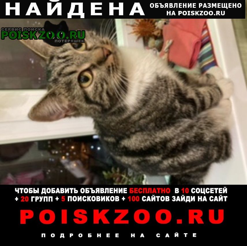 Найдена кошка новлянск Воскресенск
