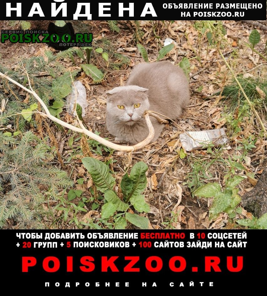 Найдена кошка вислоухая Москва
