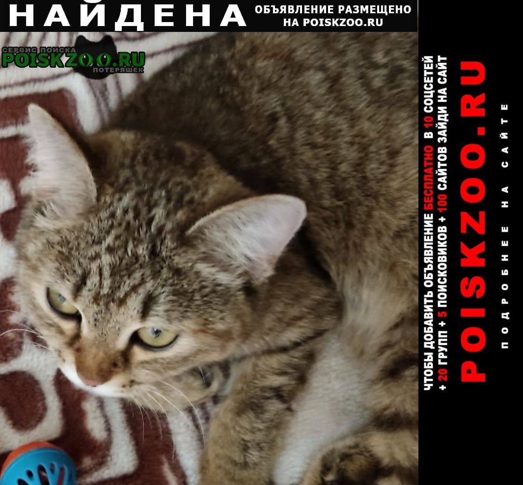 Найдена кошка Саяногорск