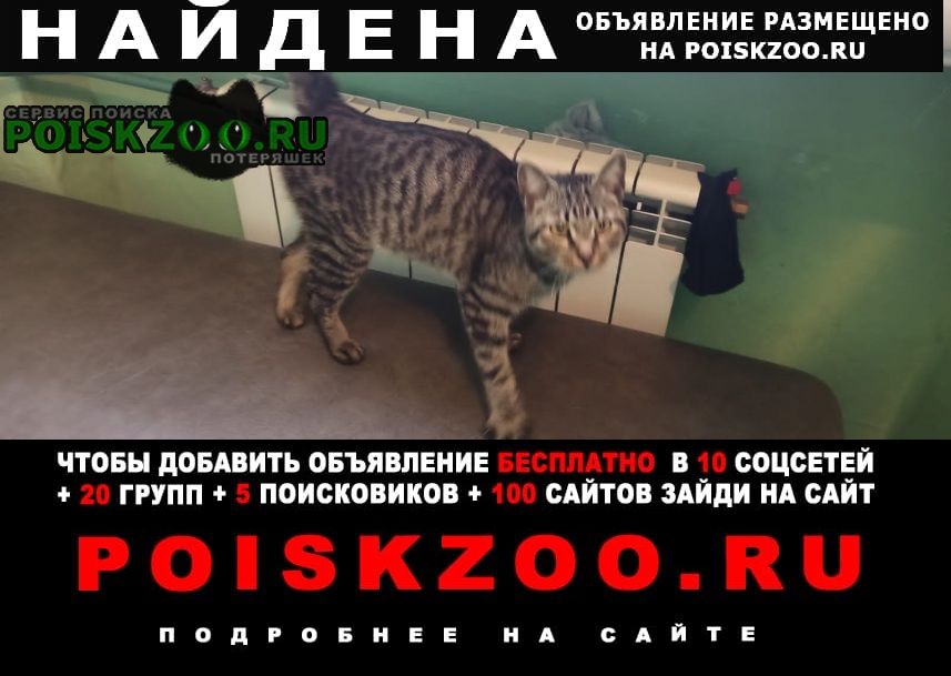 Найден кот Красноярск