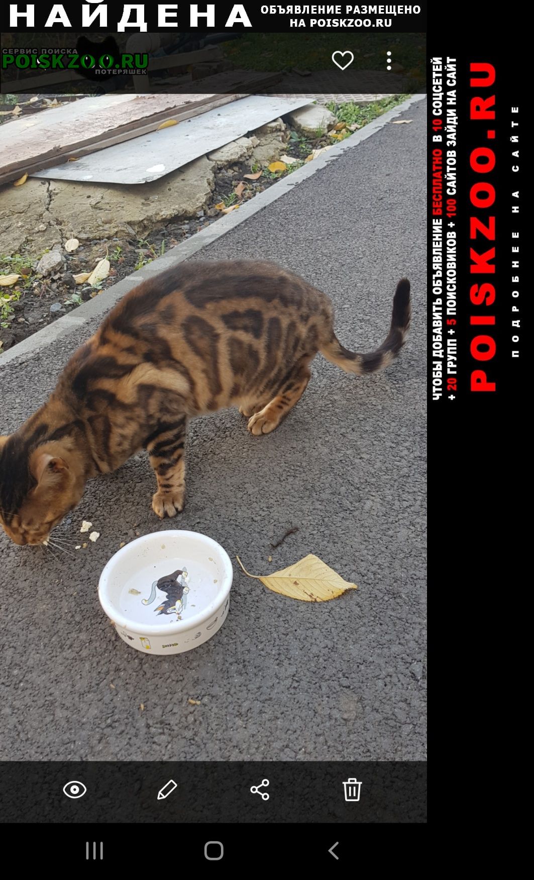 Найдена кошка бенгальская кошка нуждается в доме Ростов-на-Дону
