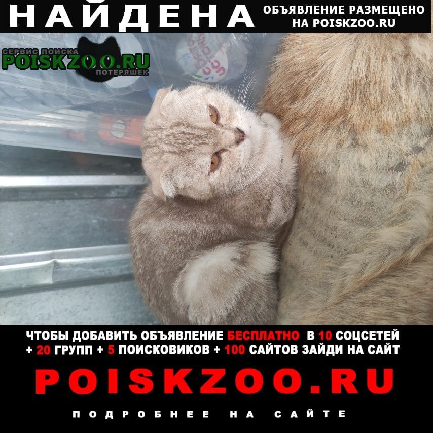 Найдена кошка Быково (Московская обл.)