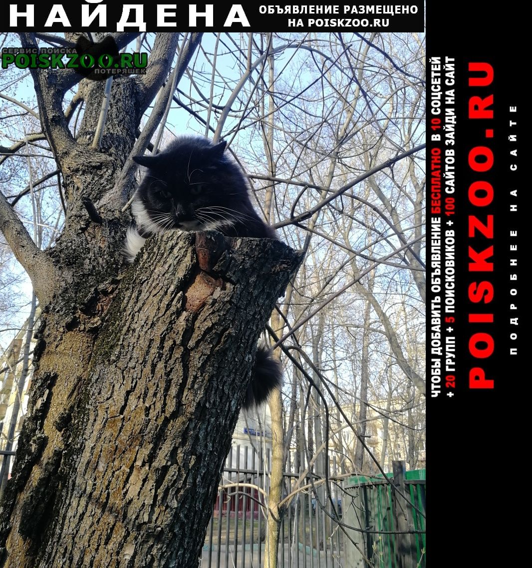 Москва Найдена кошка давно сидит на дереве кот или кошка