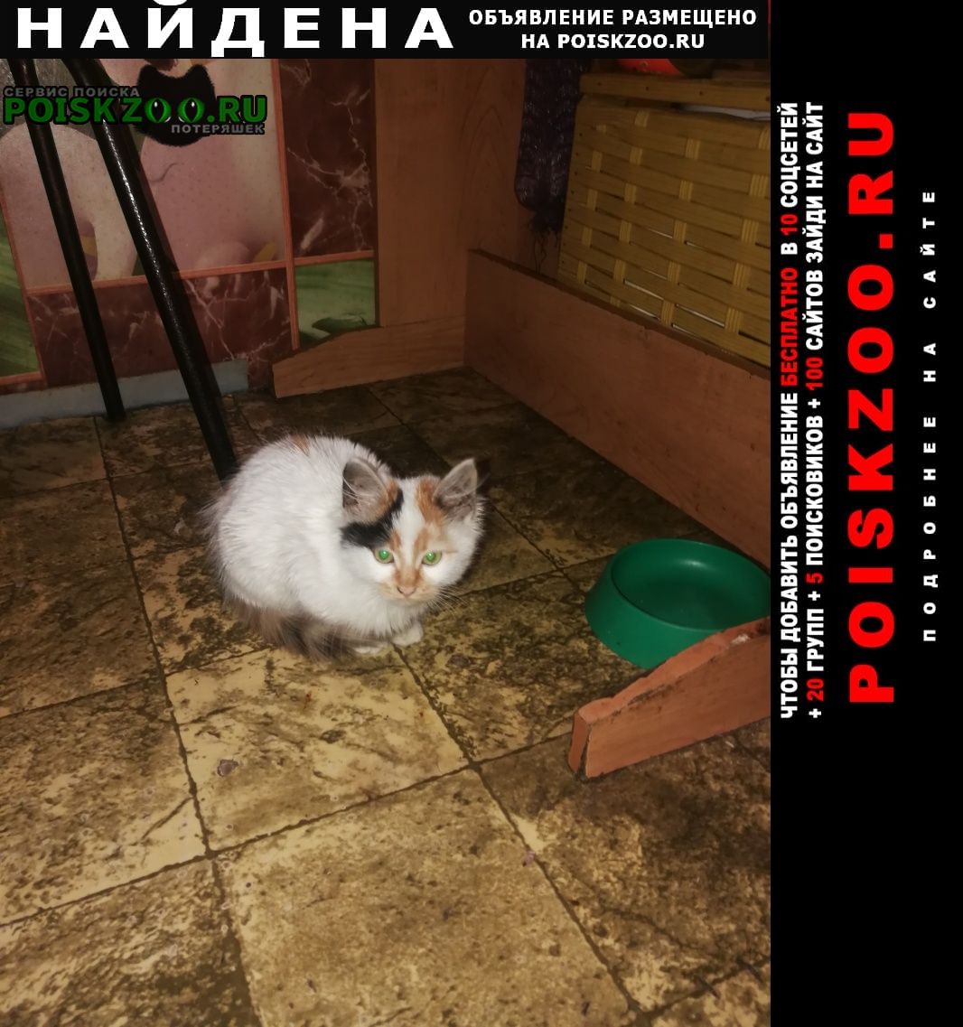 Найдена кошка Минск