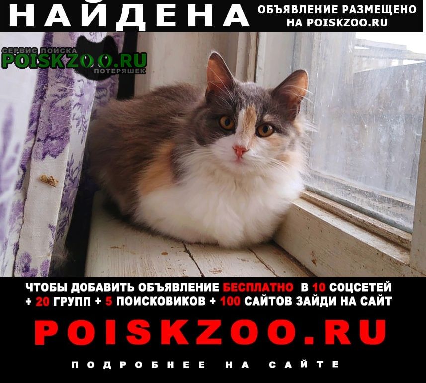 Найдена кошка уютная ищет дом Волгодонск
