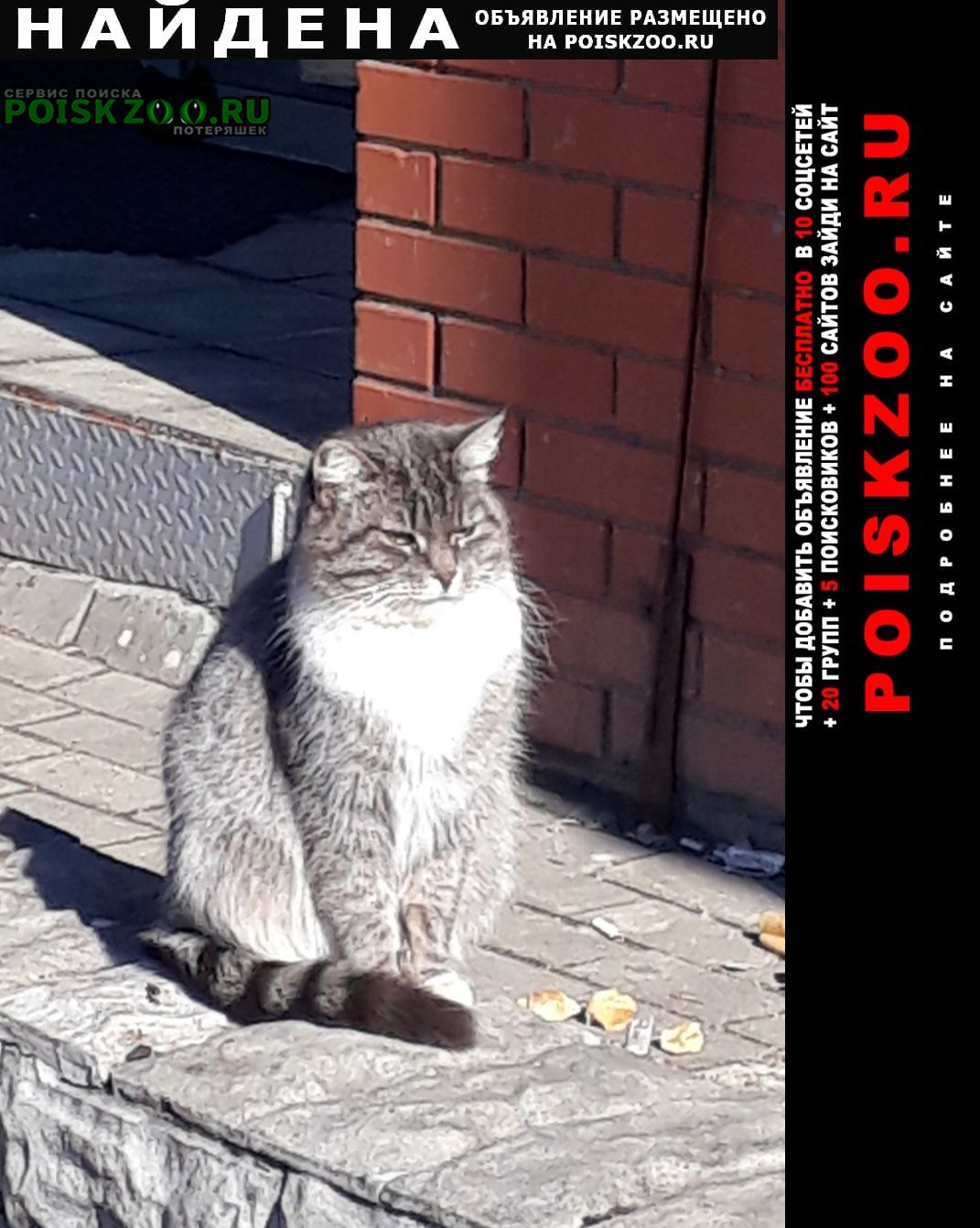 Найдена кошка или кот Пушкино