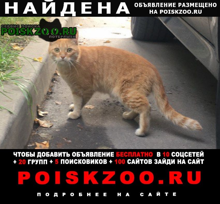 Москва Найден кот рыжий кот в районе беговой