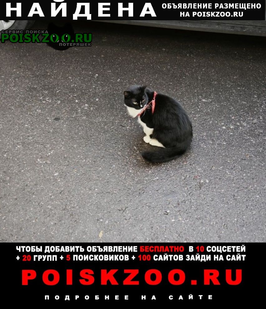 Найден кот у церкви на овчиниковчкой набережной Москва