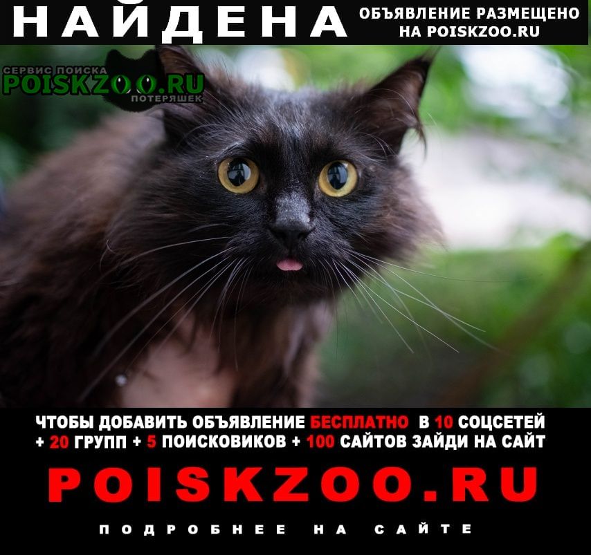 Найден кот район измайловского парка Москва
