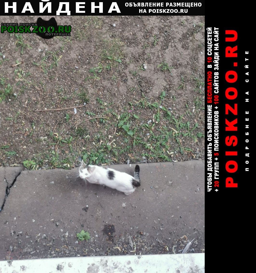 Москва Найдена кошка во дворе на улице пестеля