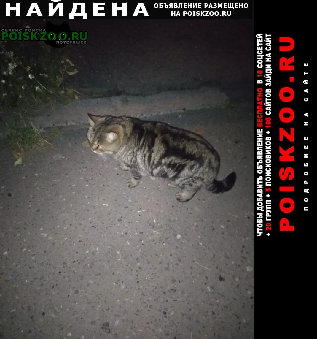 Найдена кошка кировский район Томск