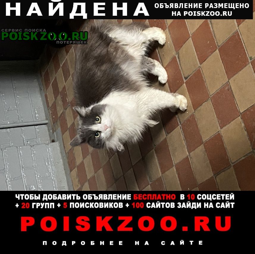 Найдена кошка хозяин, твой кот тебя ждёт Москва