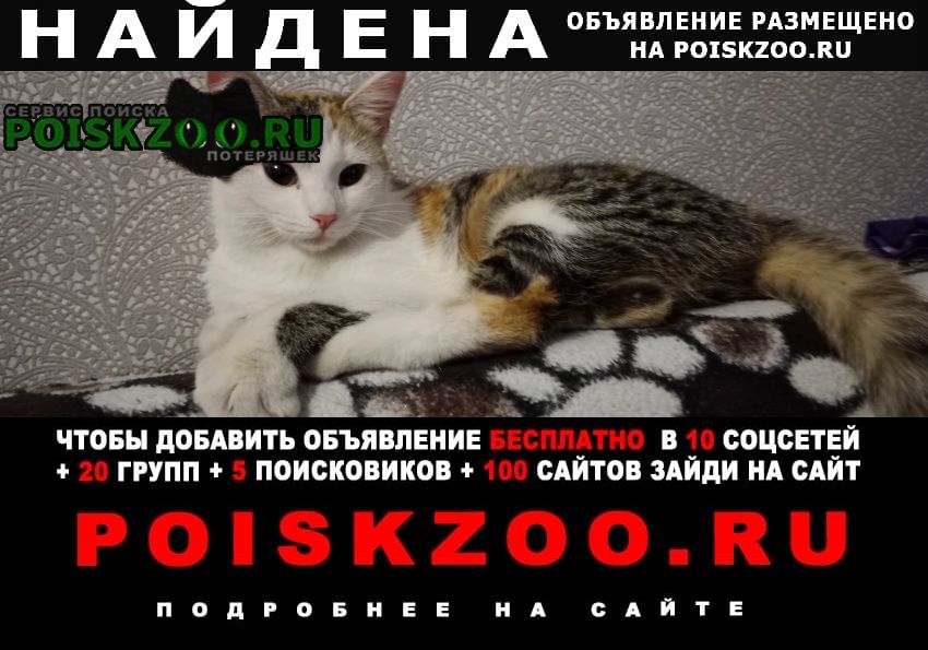 Санкт-Петербург Найдена кошка 3.01.23