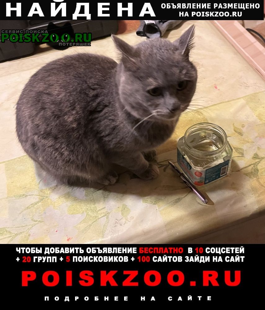Найдена кошка ищем хозяина поселок Загорянский