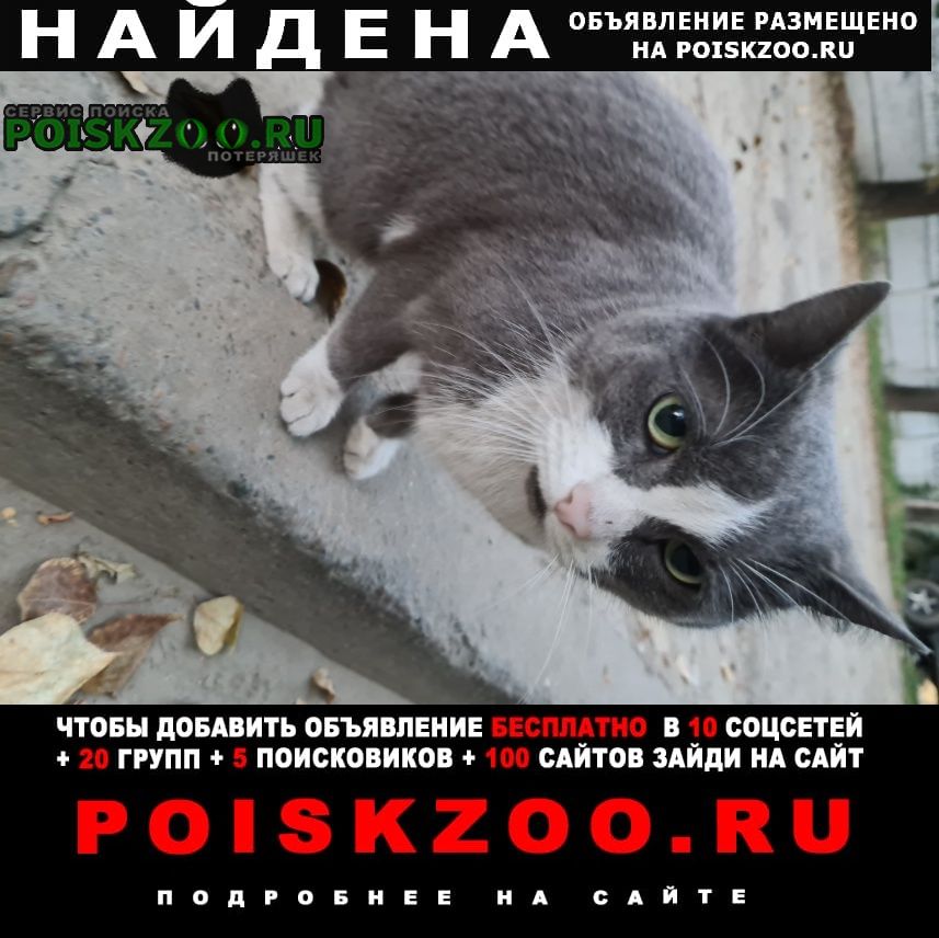 Найдена кошка Ангарск