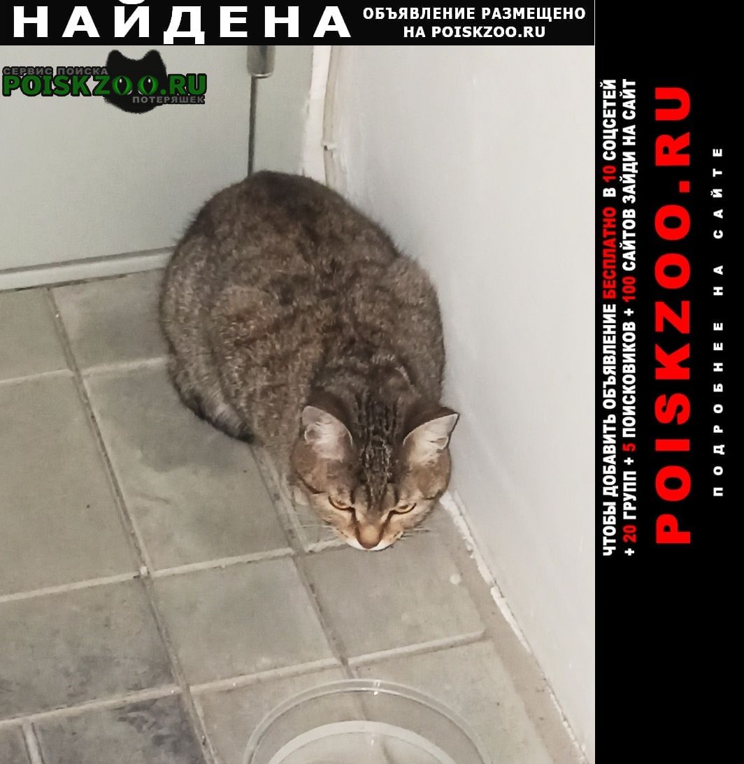 Найдена кошка на ул. ленской 31, 2 подъезд Томск
