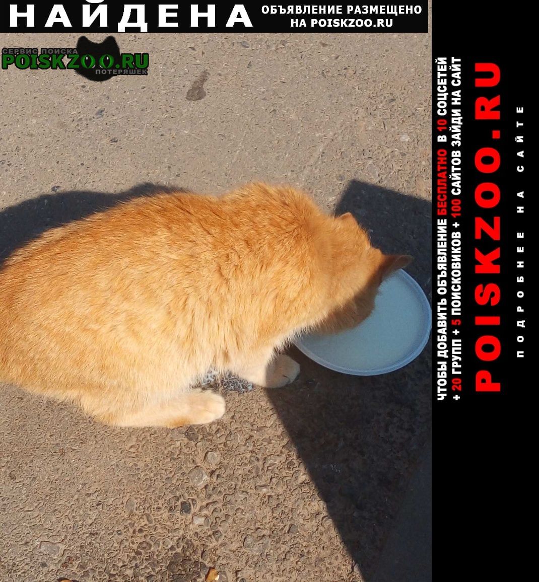 Новочебоксарск Найдена кошка