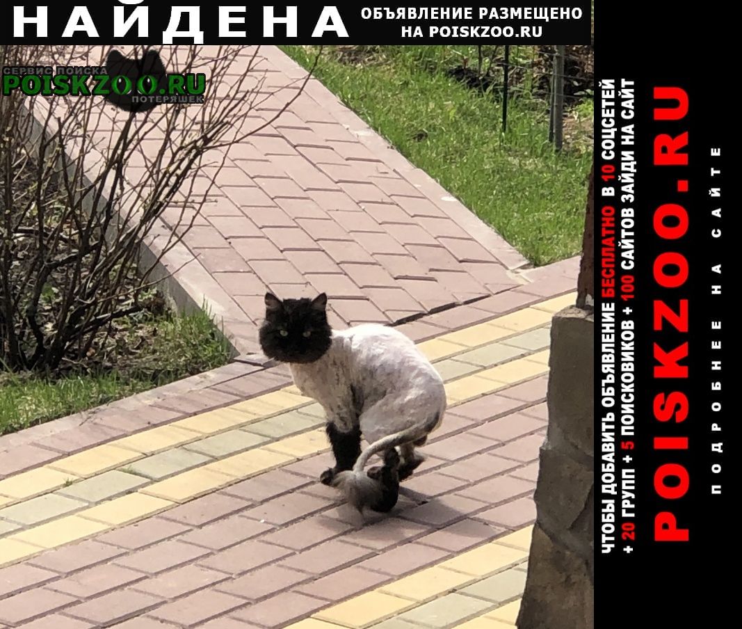Найден кот деревня прохорово Чехов