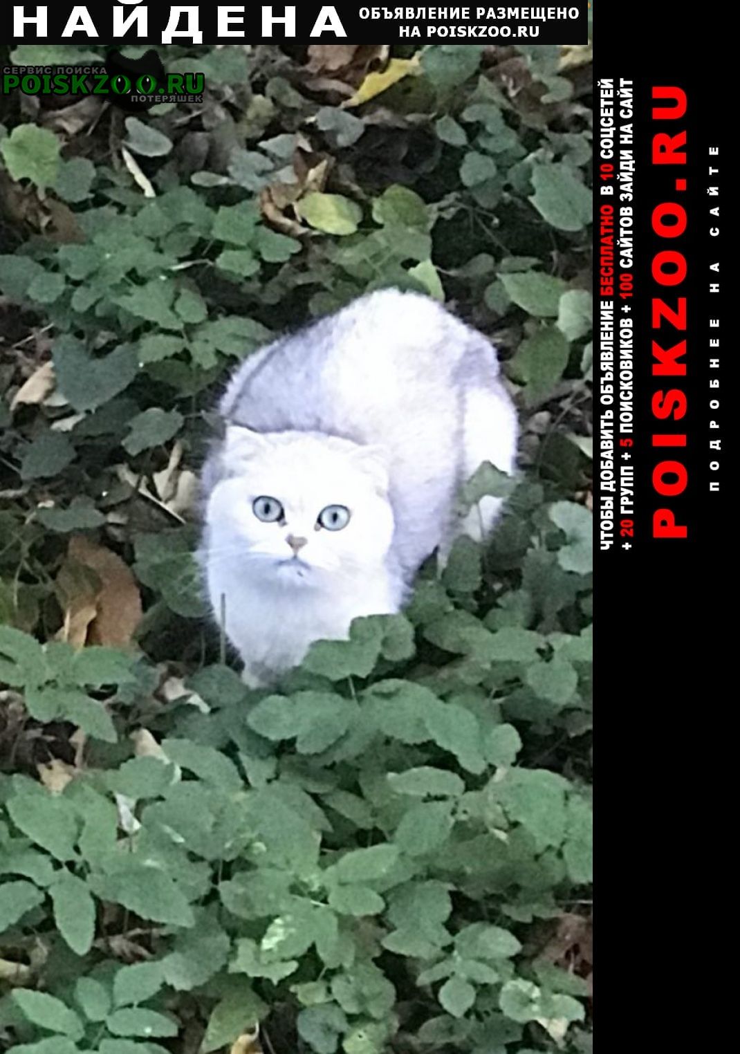Найдена кошка Красногорск