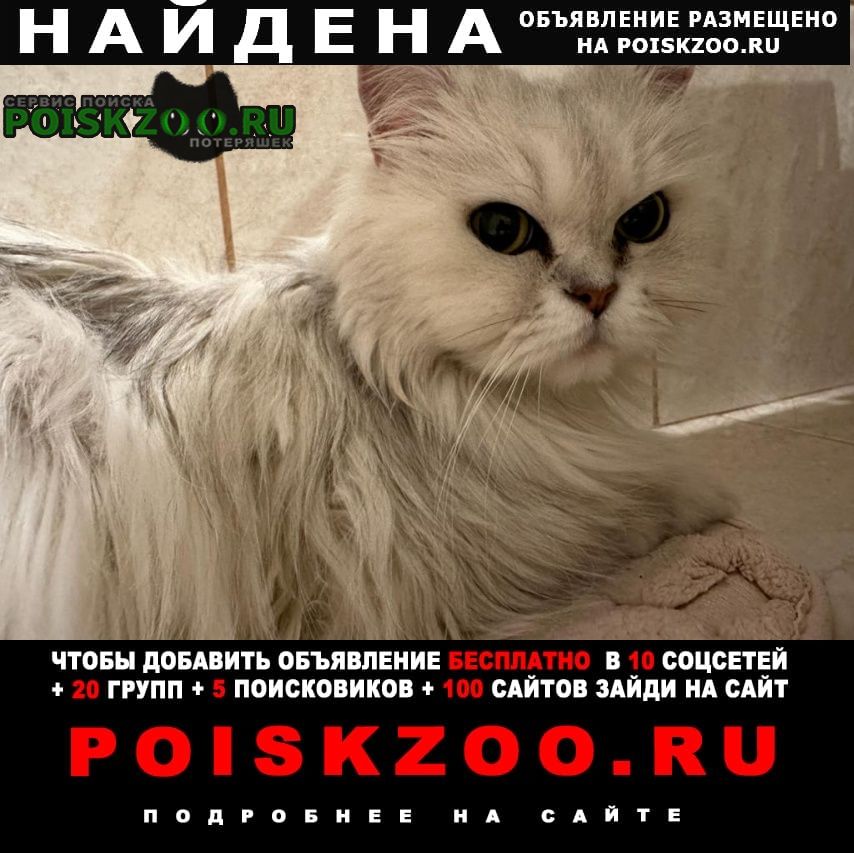 Найдена кошка персидская белого цвета Котельники