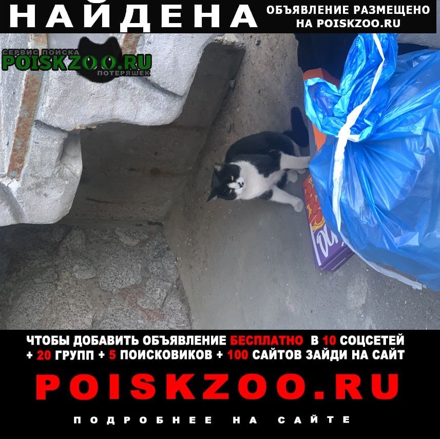 Санкт-Петербург Найден кот черно белый кот