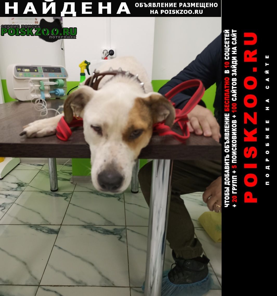 Найдена собака ищу хозяина Новороссийск