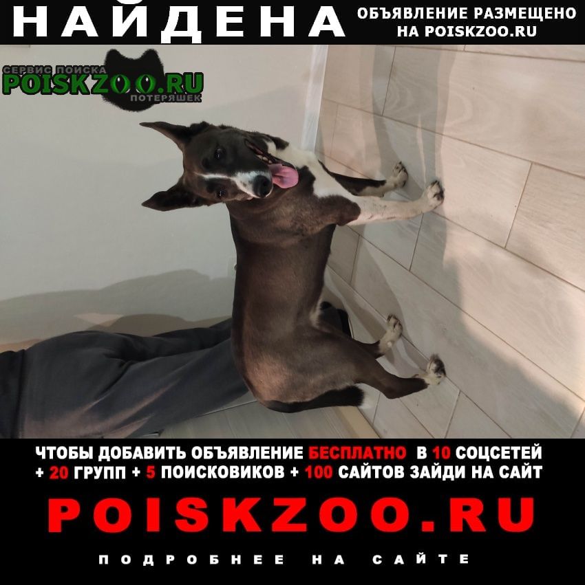 Санкт-Петербург Найдена собака