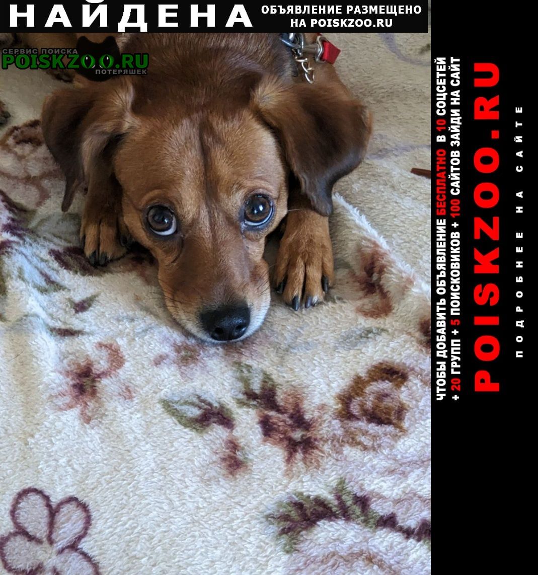 Найдена собака кобель рыжий мальчик на стройных крепких ножках Ростов-на-Дону