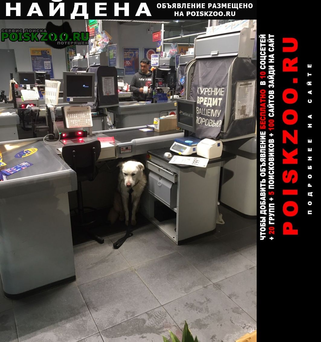 Москва Найдена собака магазин лента на ул. талалихина