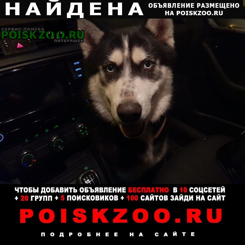 Найдена собака кобель хаски. спб и ло Санкт-Петербург