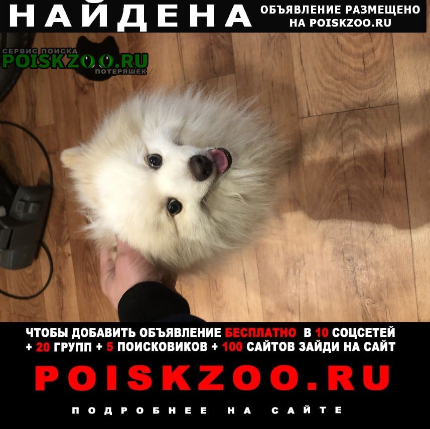 Найдена собака кобель Псков