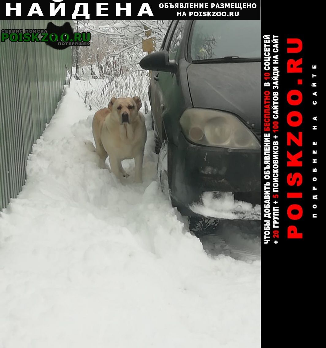Найдена собака Москва