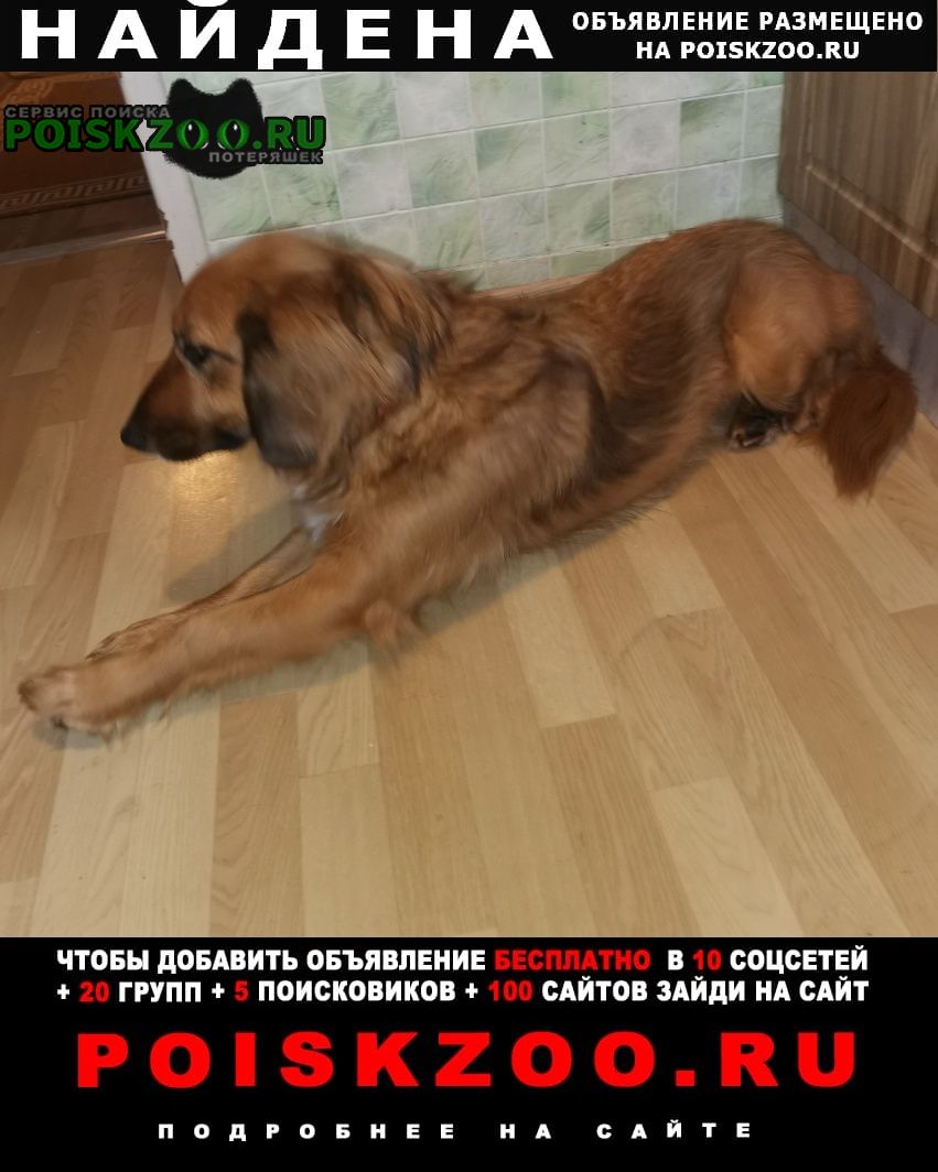 Пропала собака хозяин отзавись Москва