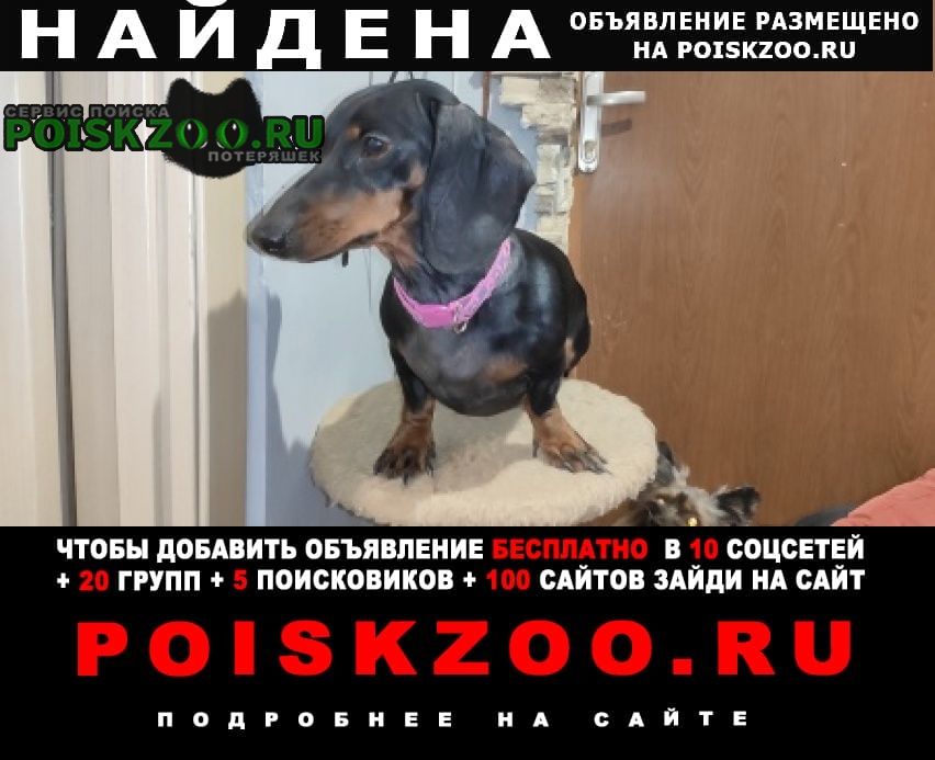Найдена собака чёрная такса, сука Севастополь