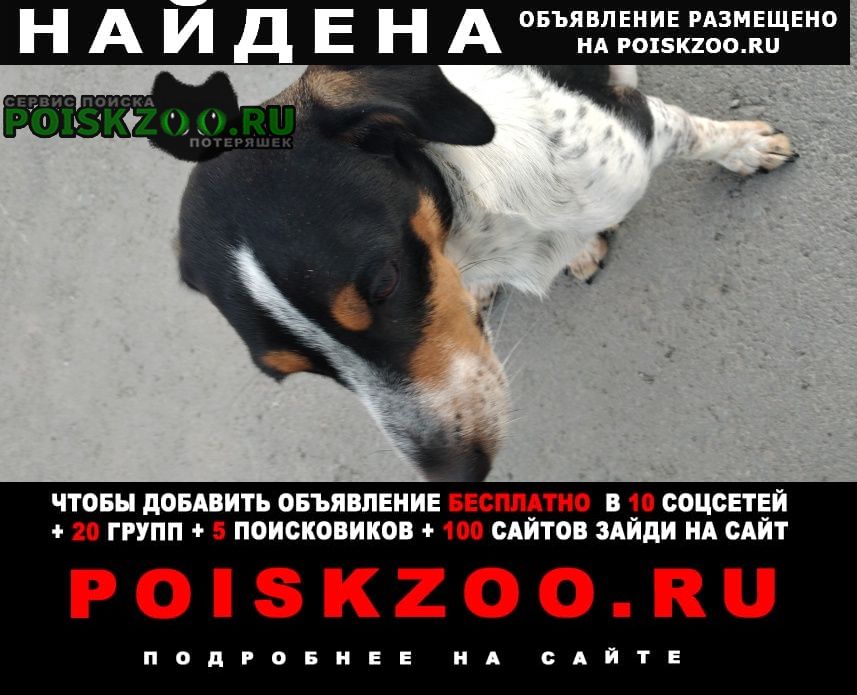 Найдена собака кобель пес. типа бигль. Новосибирск