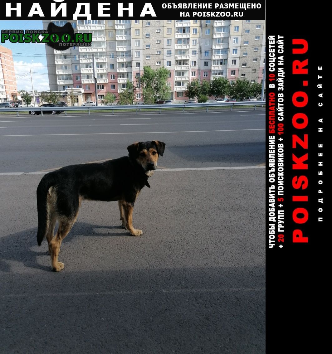 собаки в красноярске фото