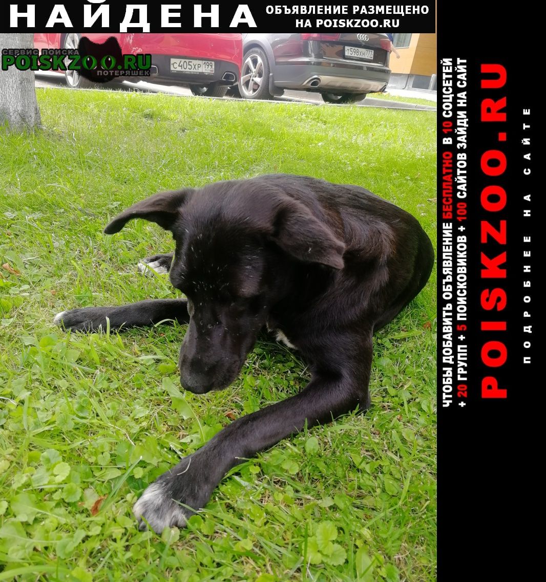 Потерялась черная собака Москва