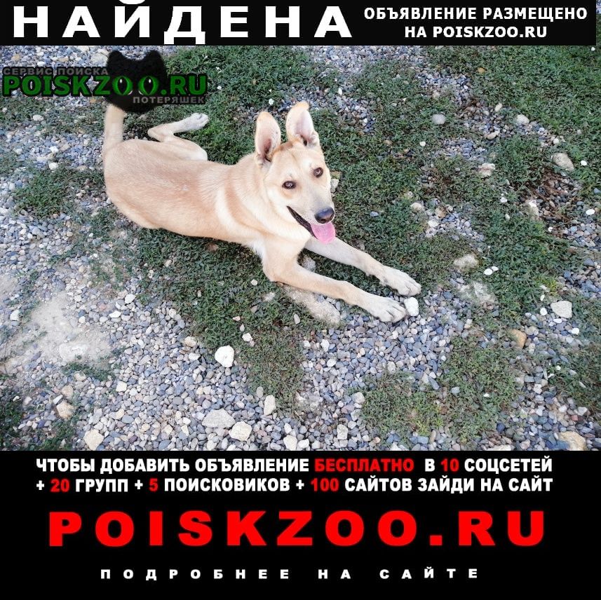 Найдена собака Ставрополь. Поиск собак Ставрополь. Выделить собак в Михайловске. Найти собаку в Михайловске на авито.