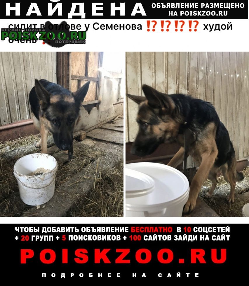 Найдена собака кобель Красноярск