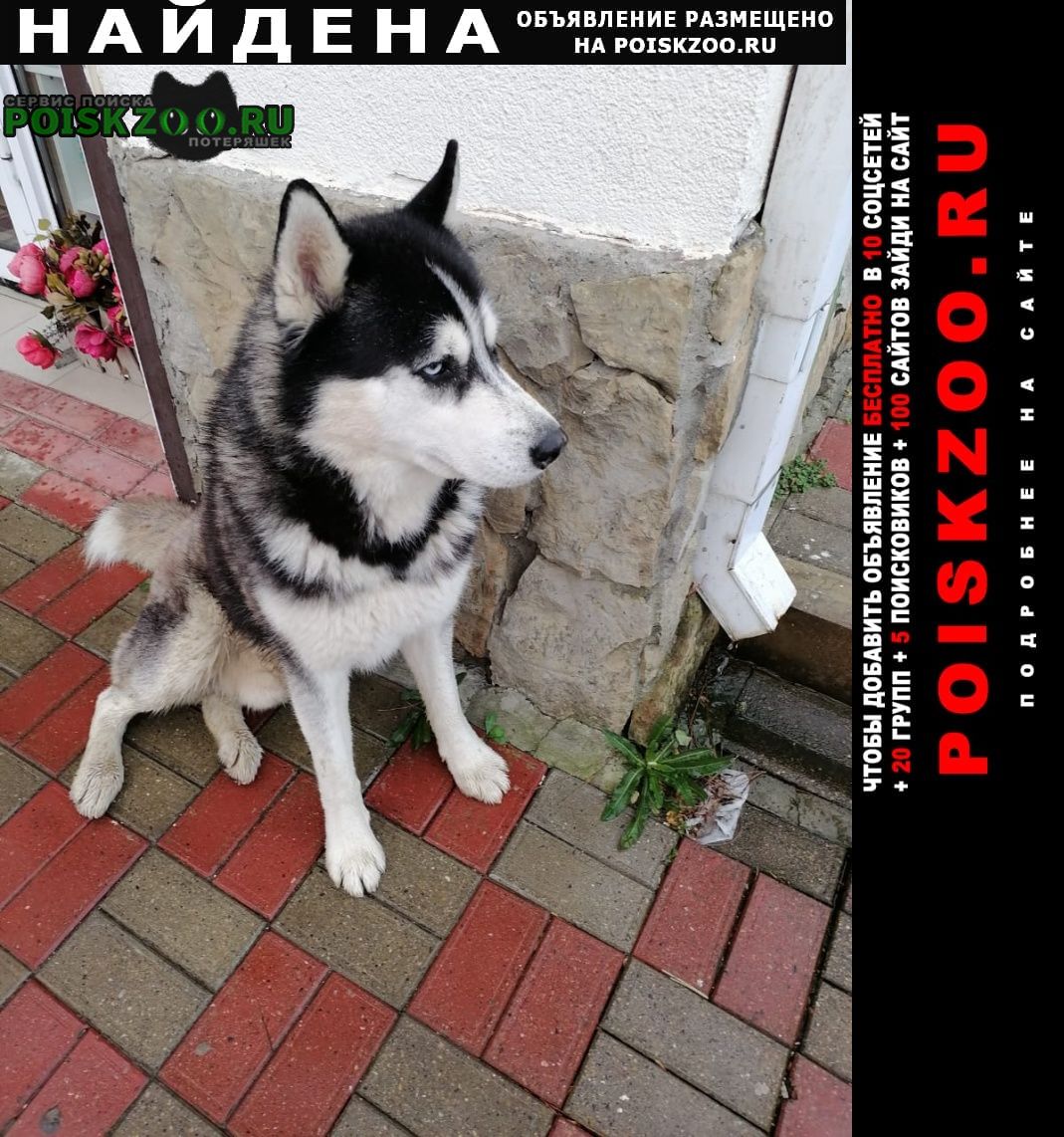 Найдена собака кобель Архипо-Осиповка