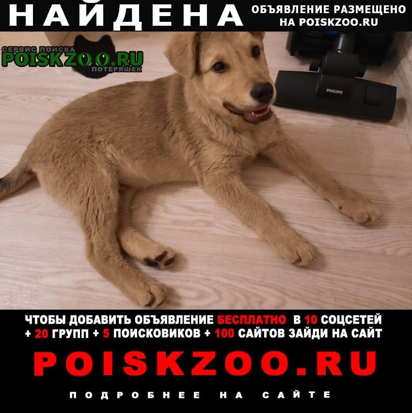 Найдена собака кобель Воронеж
