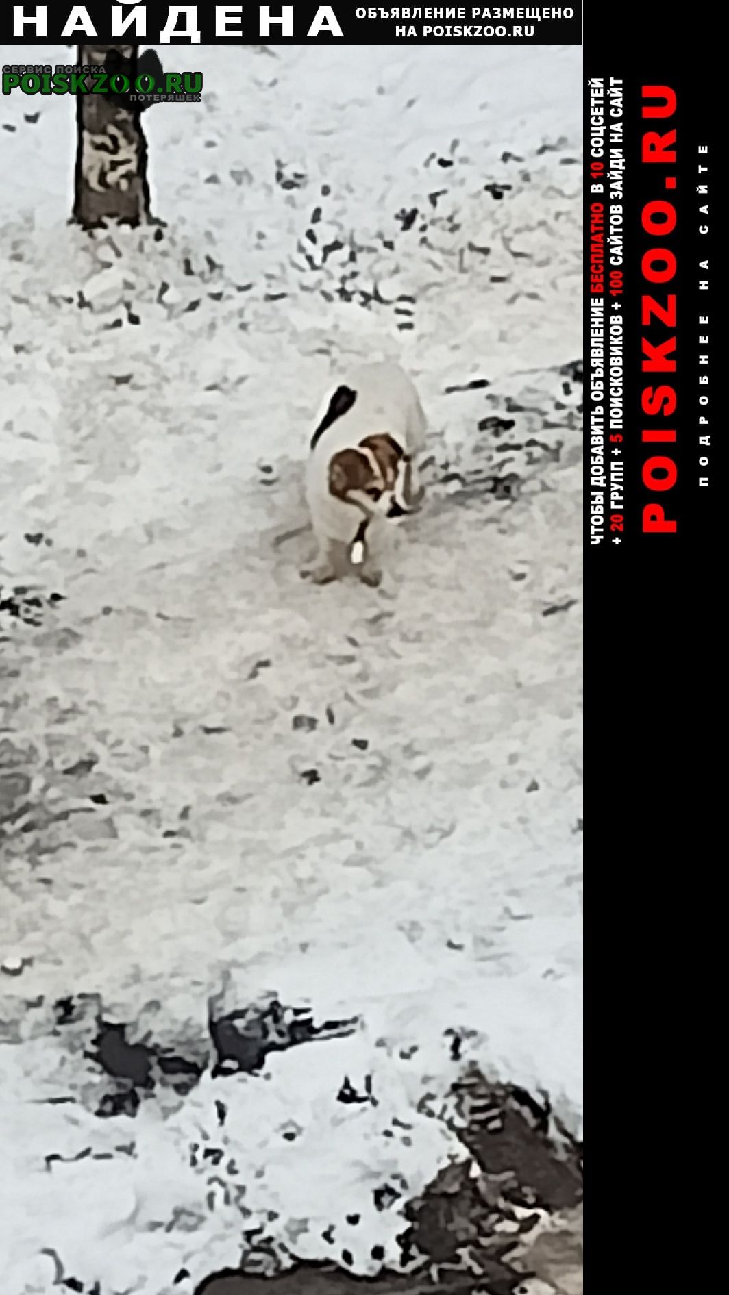 Найдена собака Одинцово