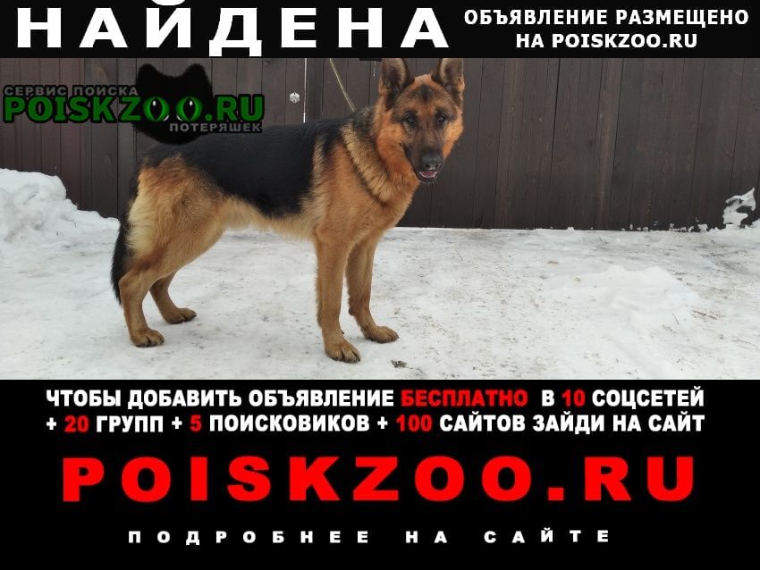 Найдена собака кобель. мальчик немецкой овчарки Барнаул