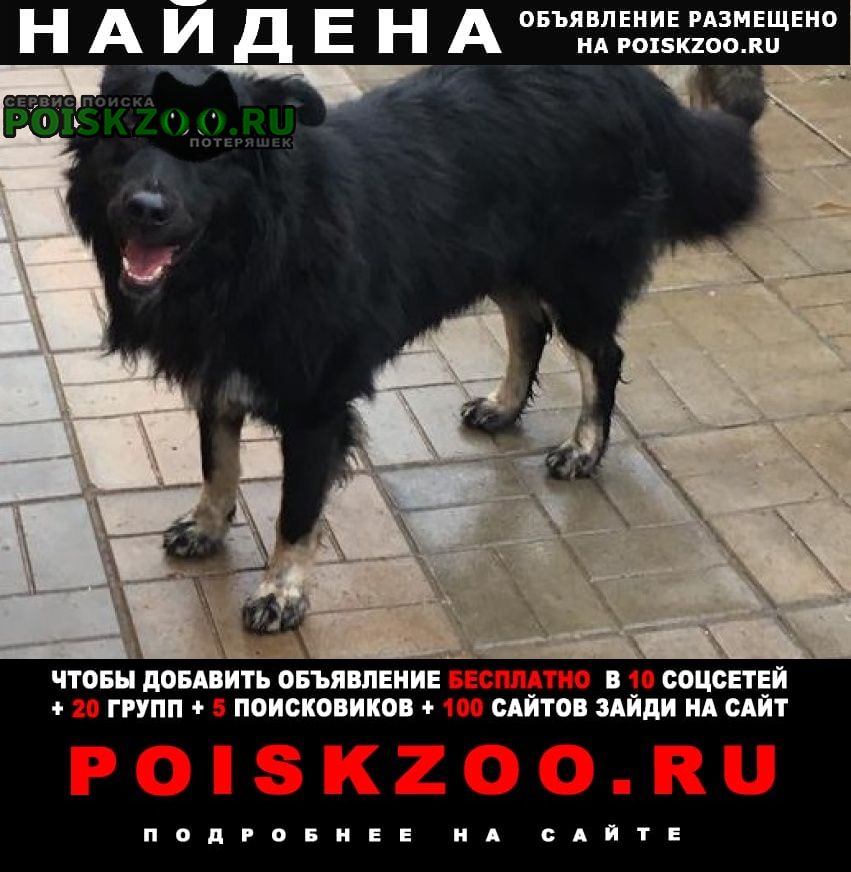 Найдена собака кобель Одинцово
