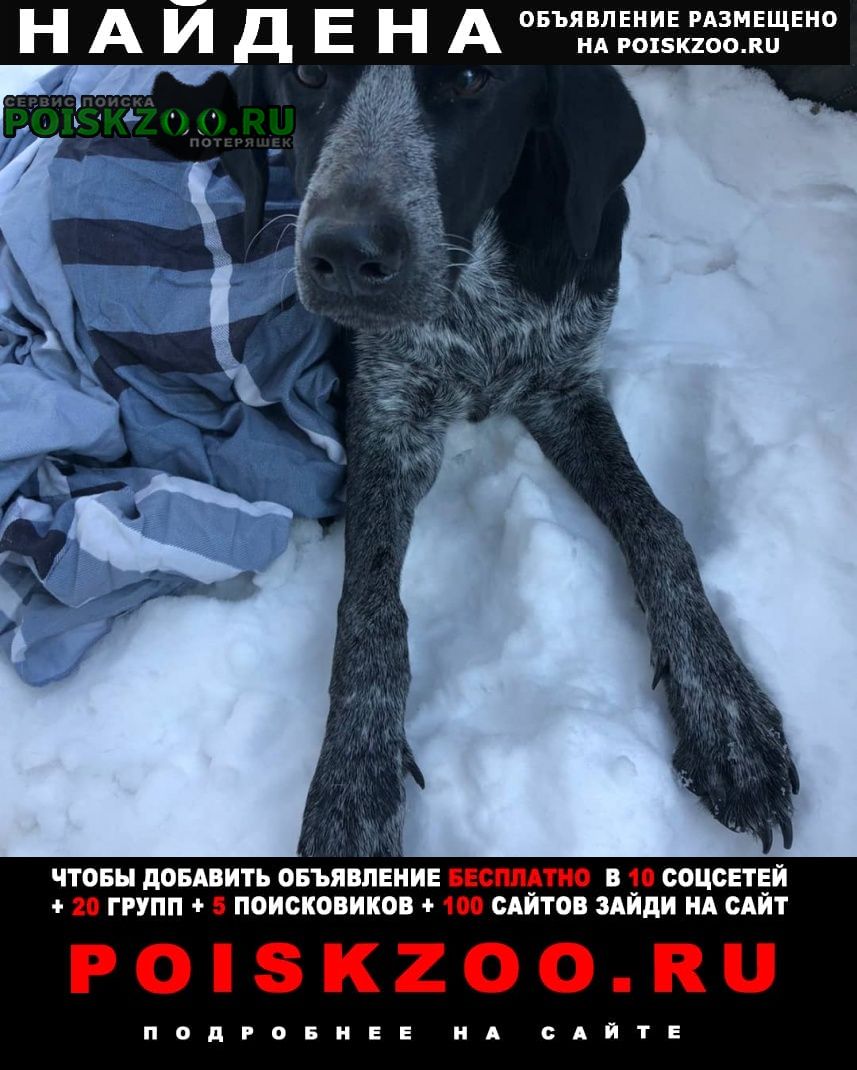 Найдена собака девочка курцхаар район депо-2, Хабаровск