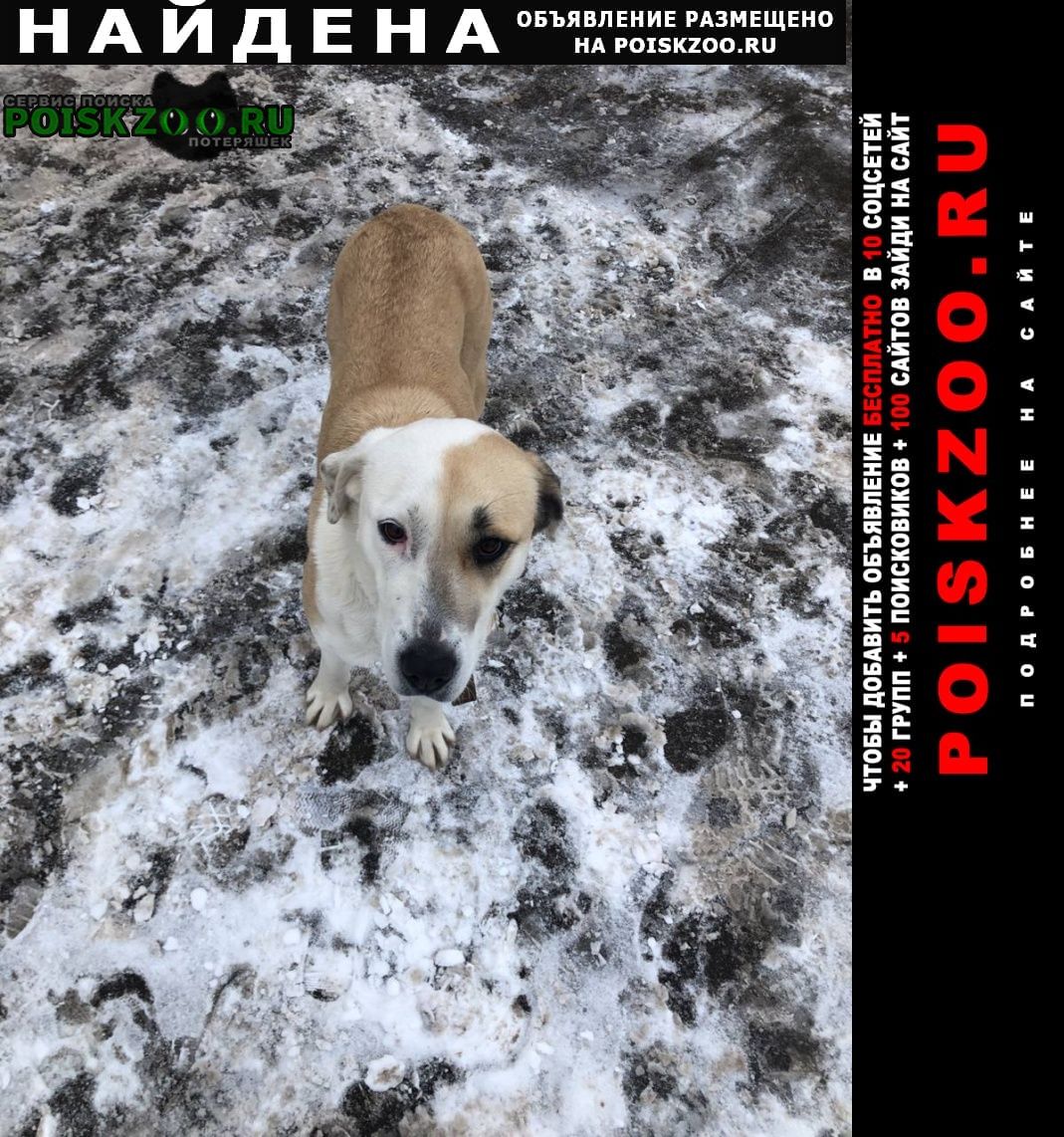 Найдена собака Нарофоминск