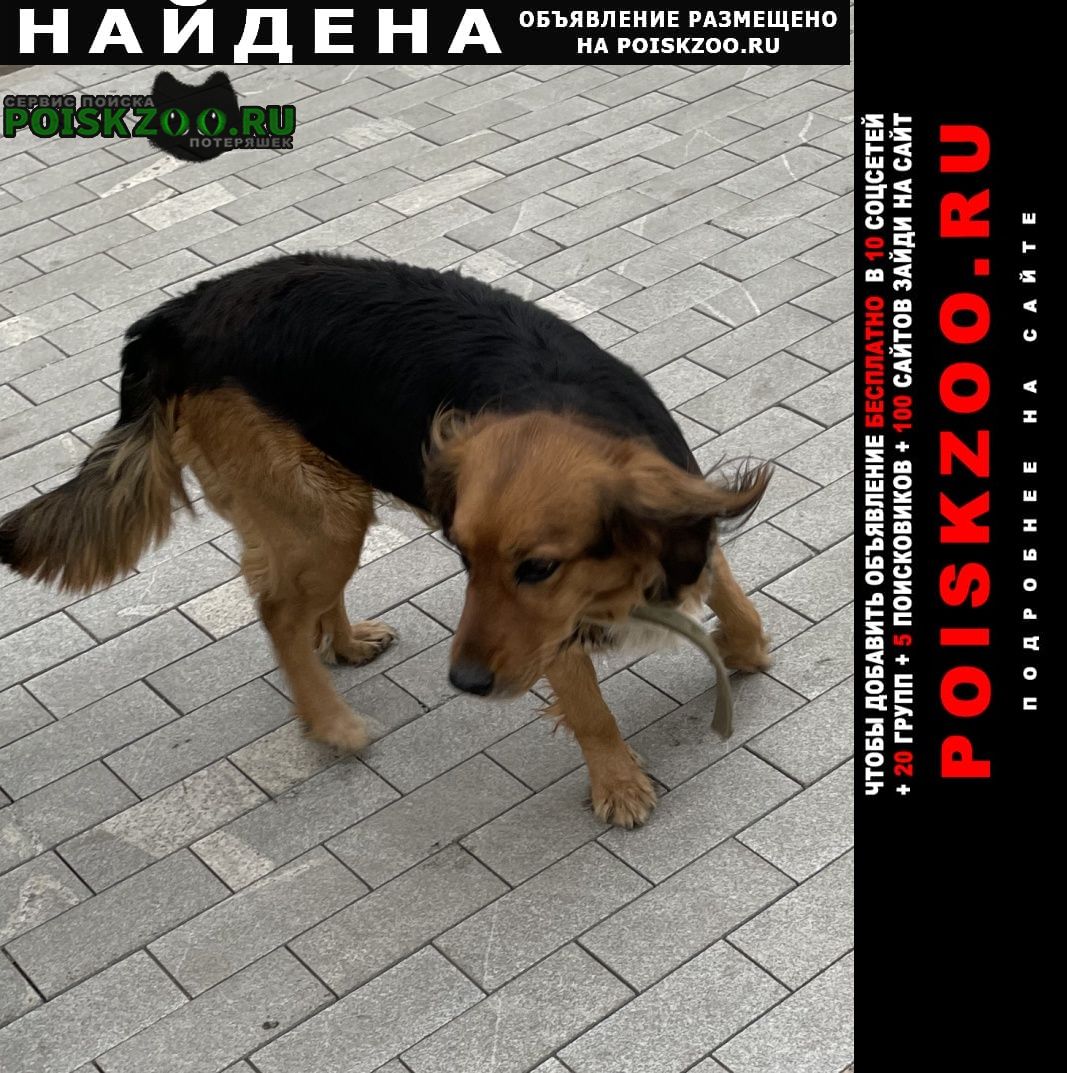 Найдена собака Екатеринбург