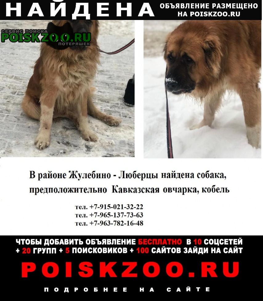 Найдена собака кобель кавказской овчарки Люберцы